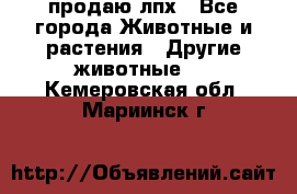 продаю лпх - Все города Животные и растения » Другие животные   . Кемеровская обл.,Мариинск г.